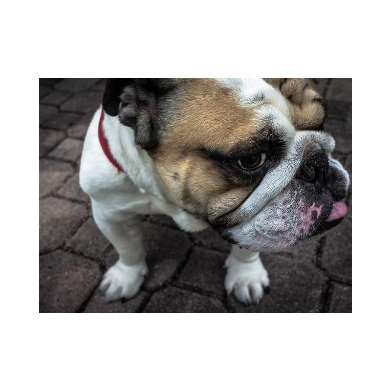 Enormous Copper Chair fr-FR